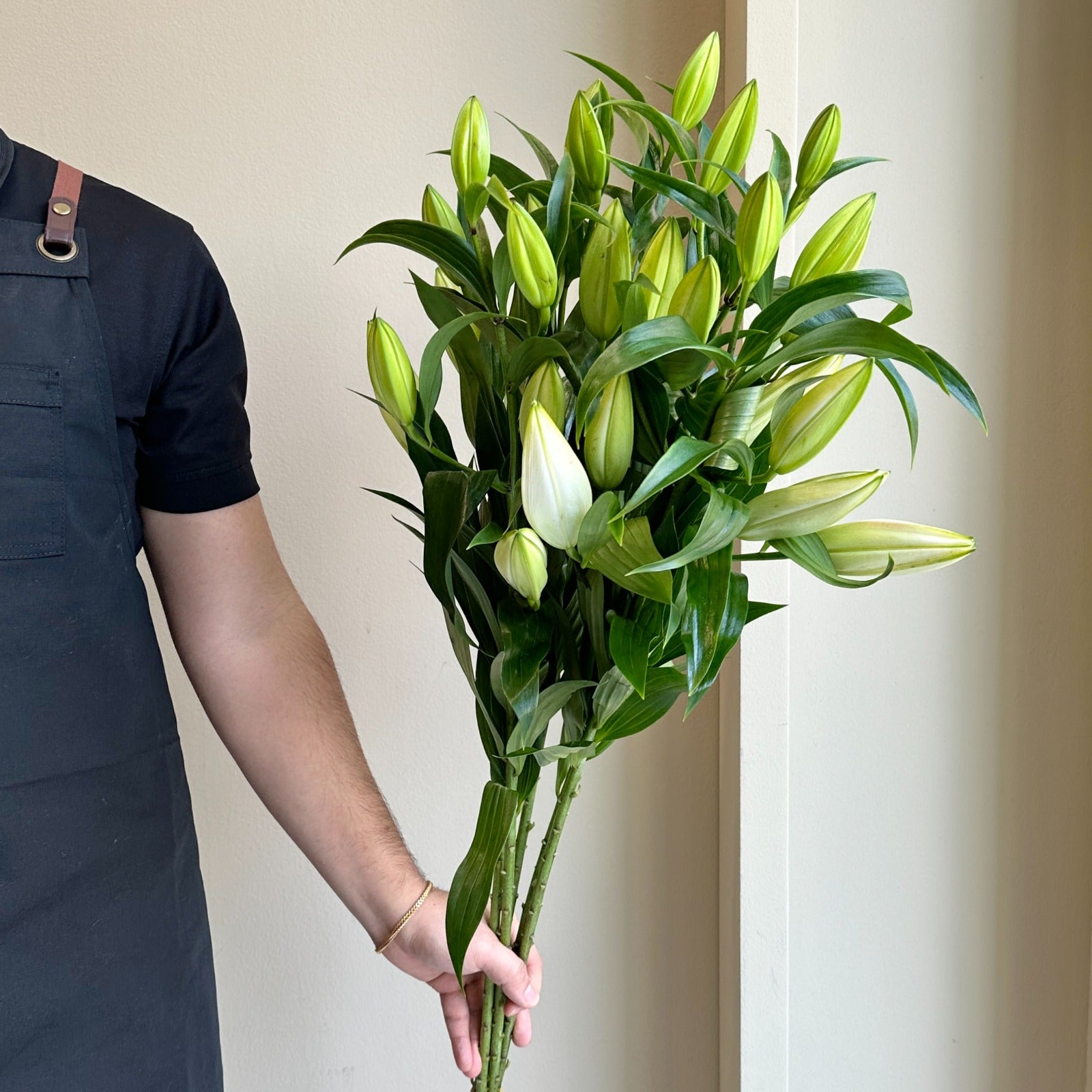 Lilies Orientpet - Zambesi White