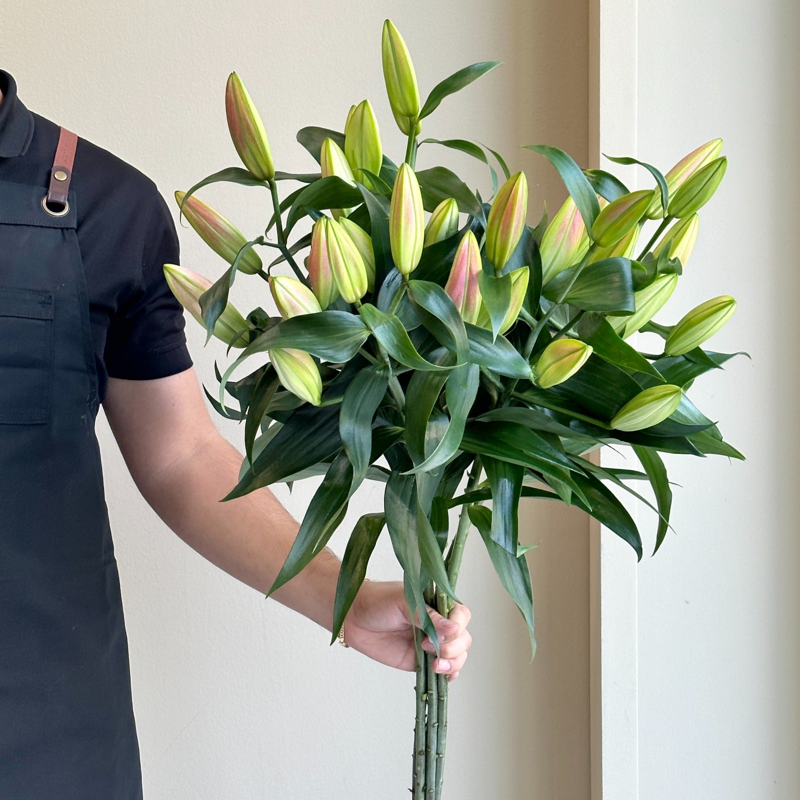 Lilies Orientpet - Tabledance Pink