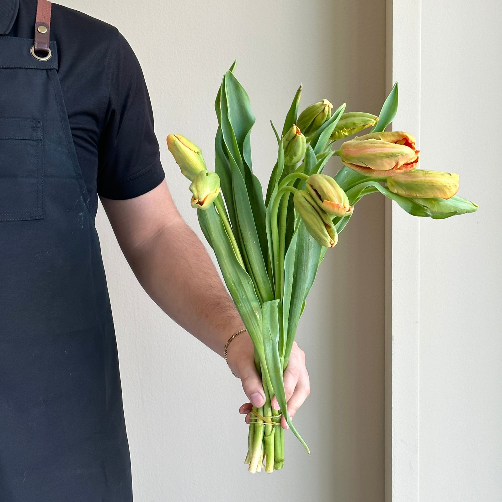 Tulips French - Avignon Parrot