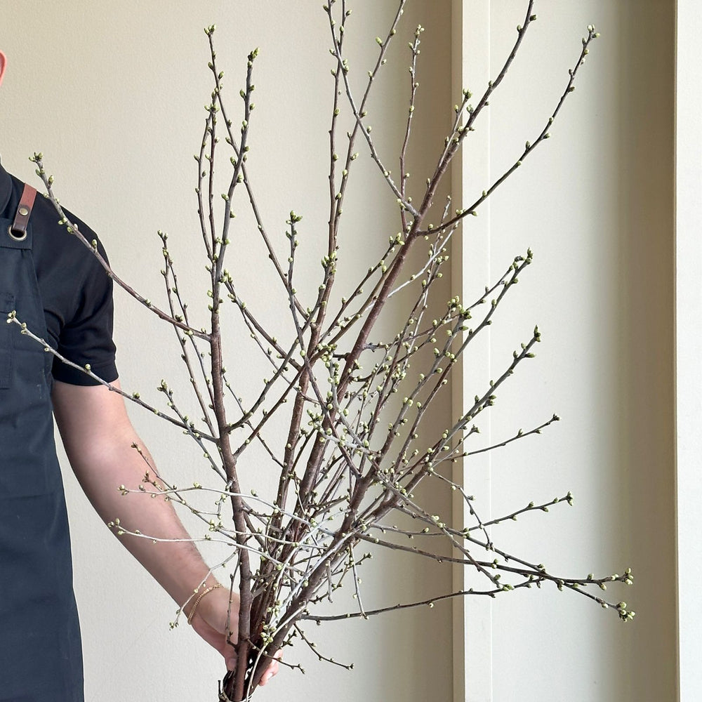 Prunus Cerasus Morello White (Morello Cherry)