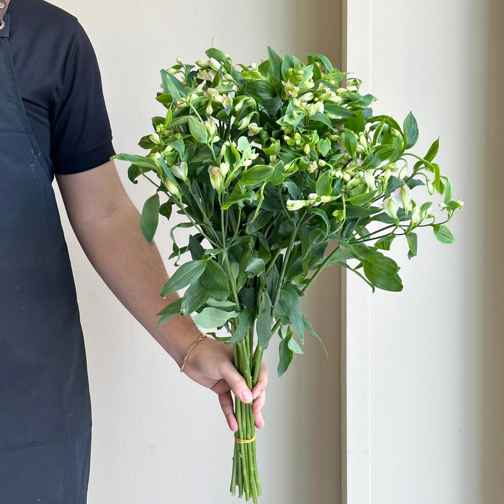 Alstroemerias - Charmelia Pink