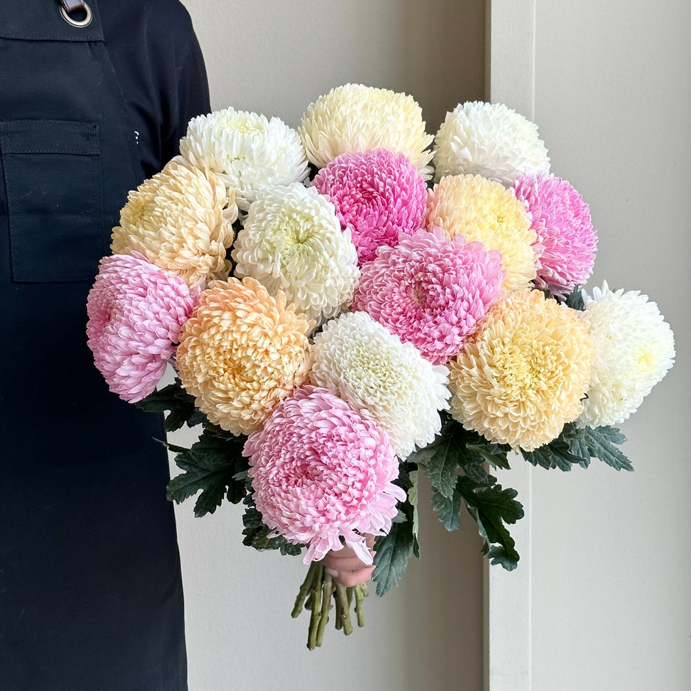 Chrysanthemum Peony Mix - Blush Poise (15 stems)
