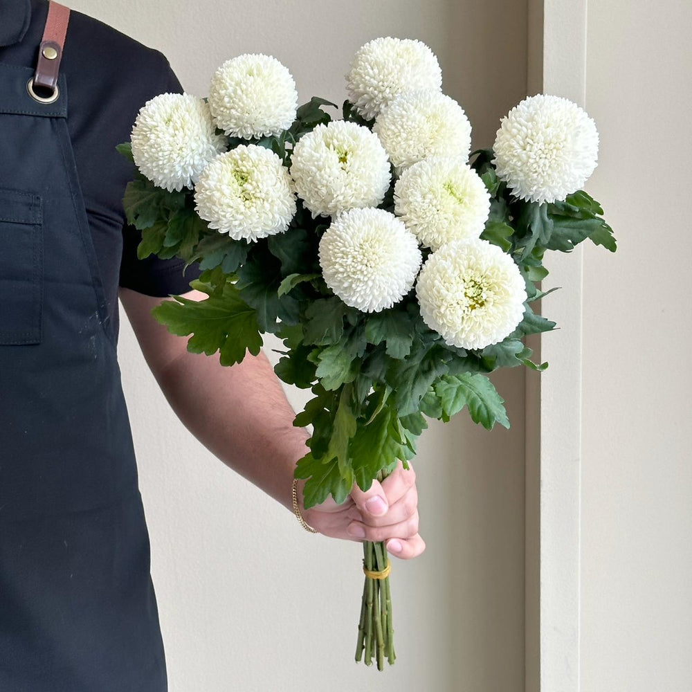 Chrysanthemums - Ping Pong White