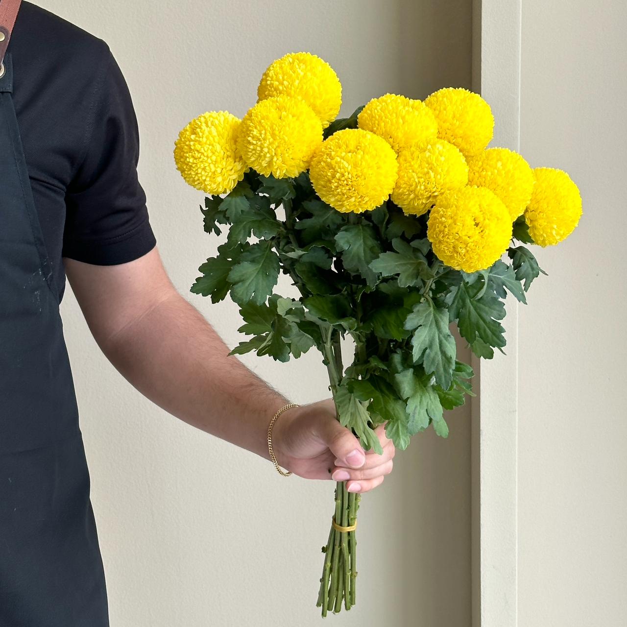 Chrysanthemums - Ping Pong Yellow