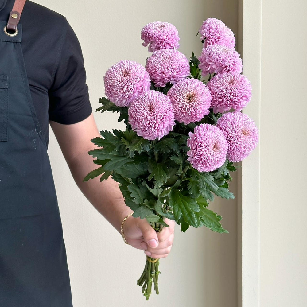 Chrysanthemums - Ping Pong Pink