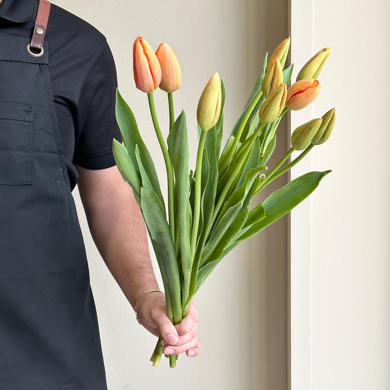 Tulips French - Avignon Orange