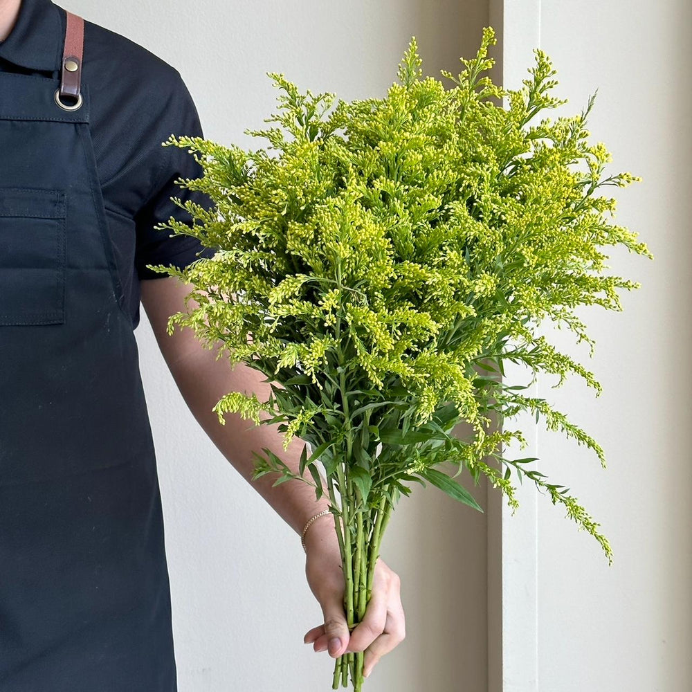 Solidago Carzan Glory
