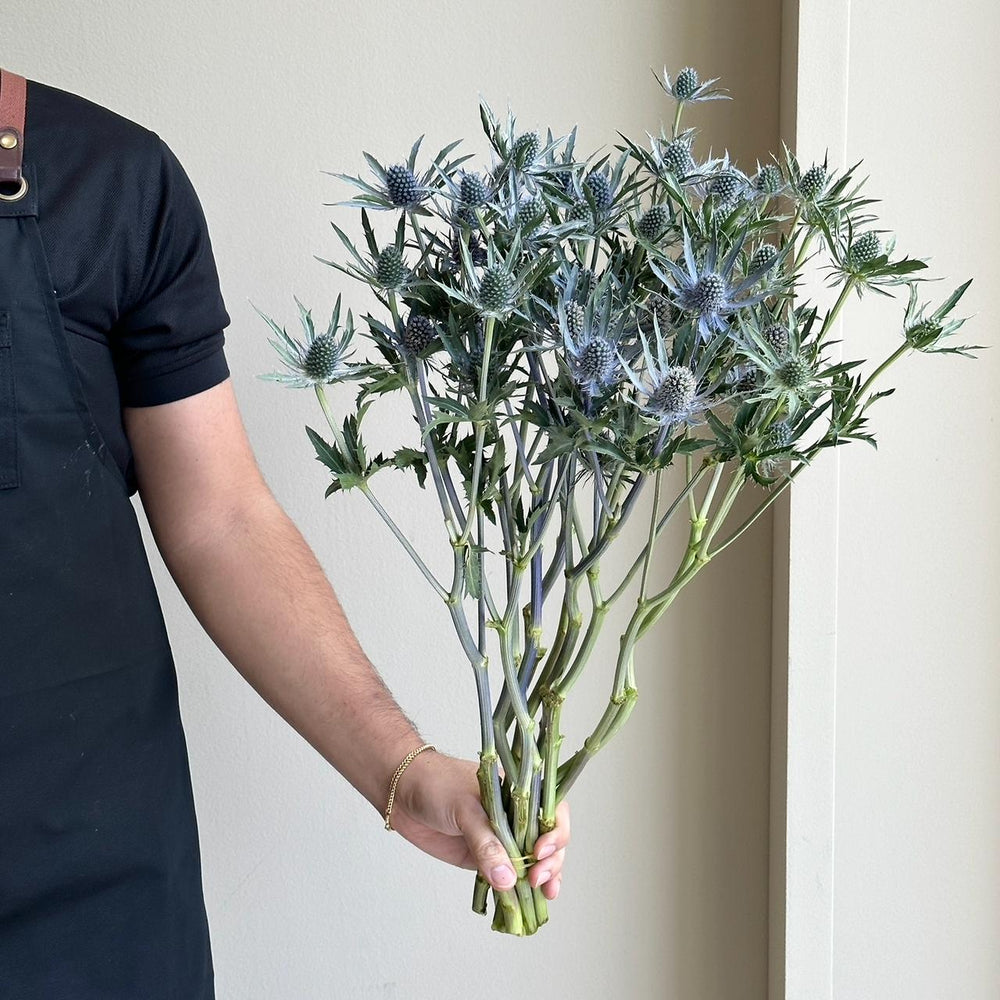Eryngiums - Jewel Stone Blue