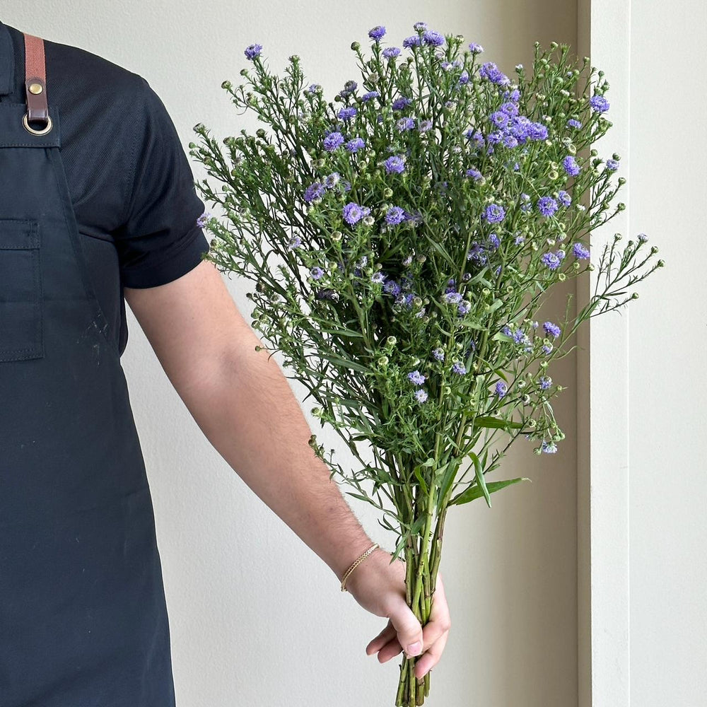 Aster - Lavender