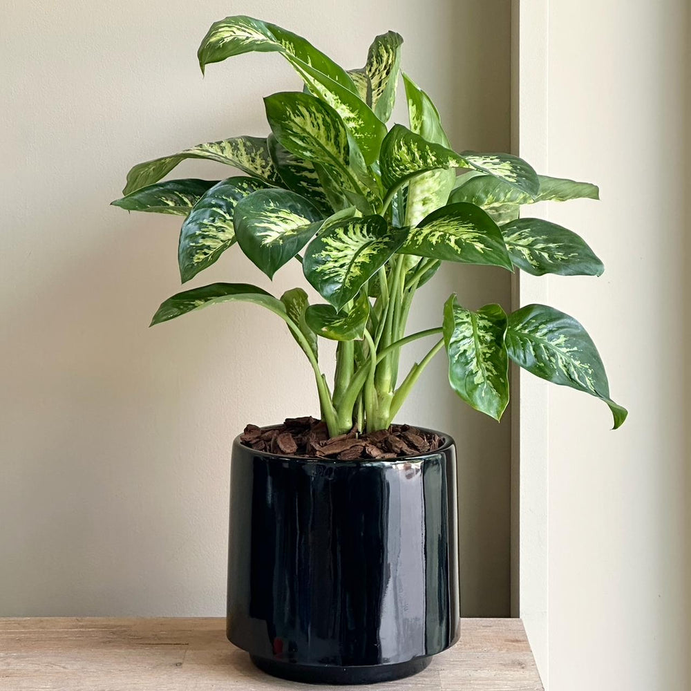 Dieffenbachia