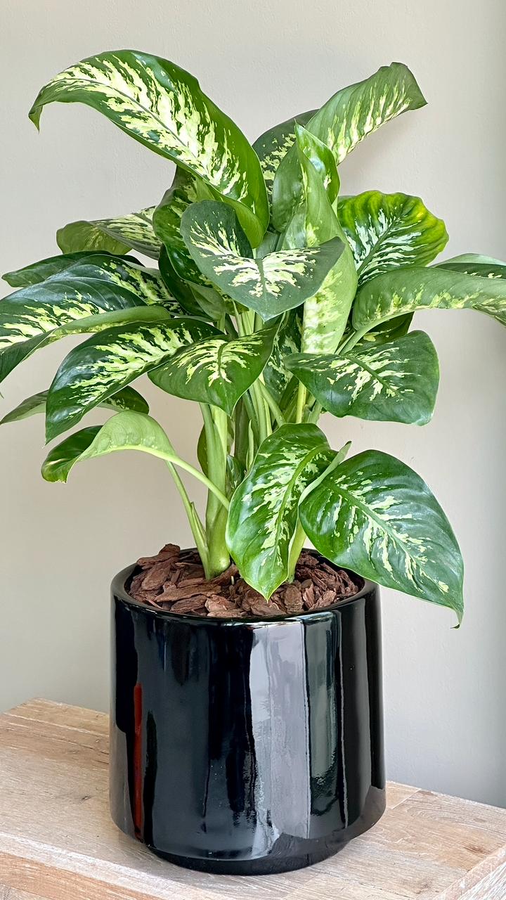 Dieffenbachia