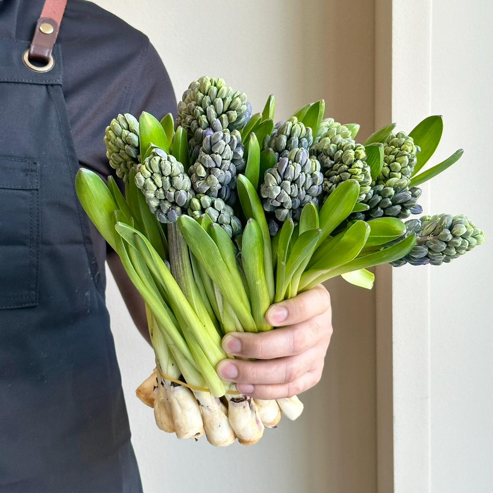 Hyacinthus - Delft Blue