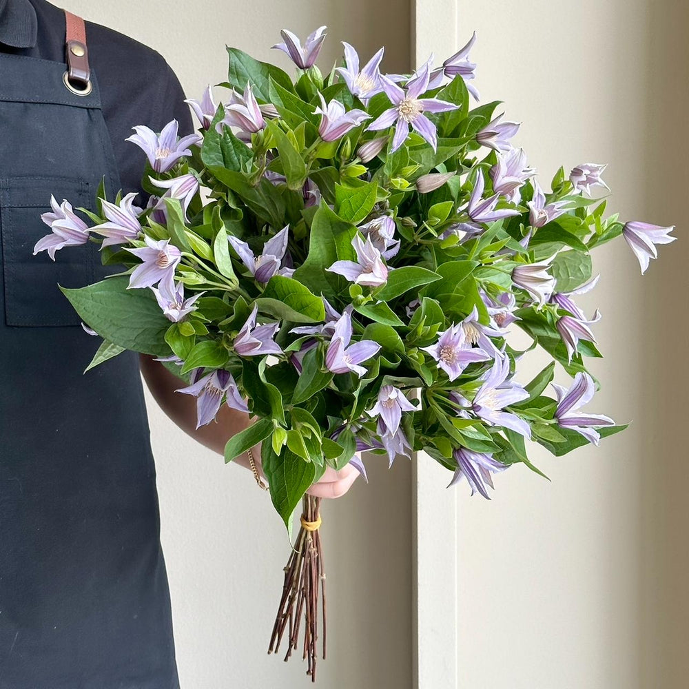 Clematis Amazing Star River
