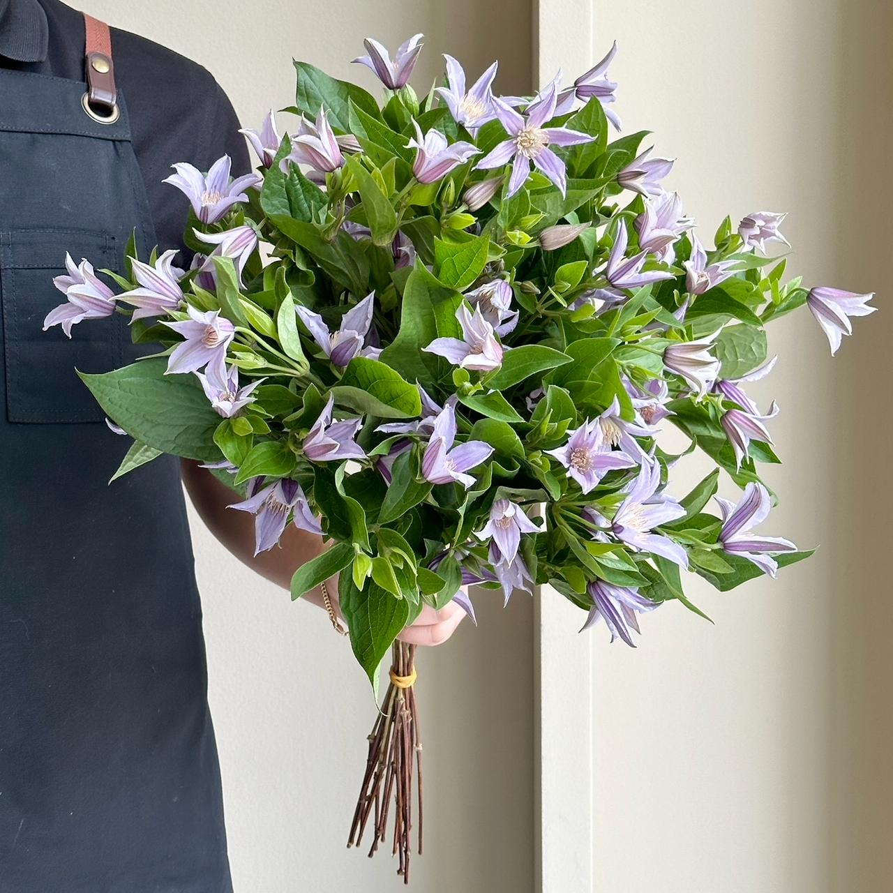 Clematis Amazing Star River