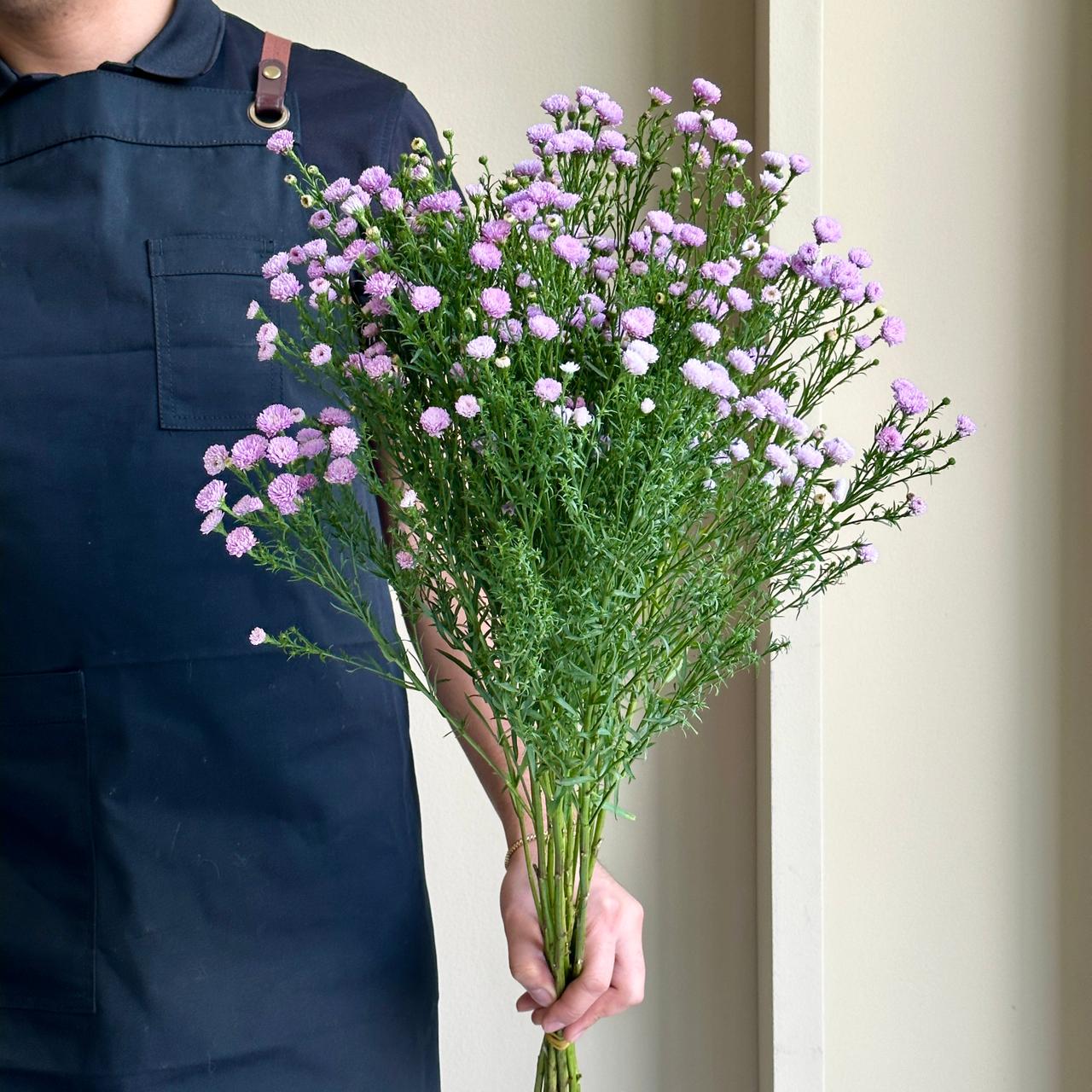 Aster - Teeny Tiny Pink