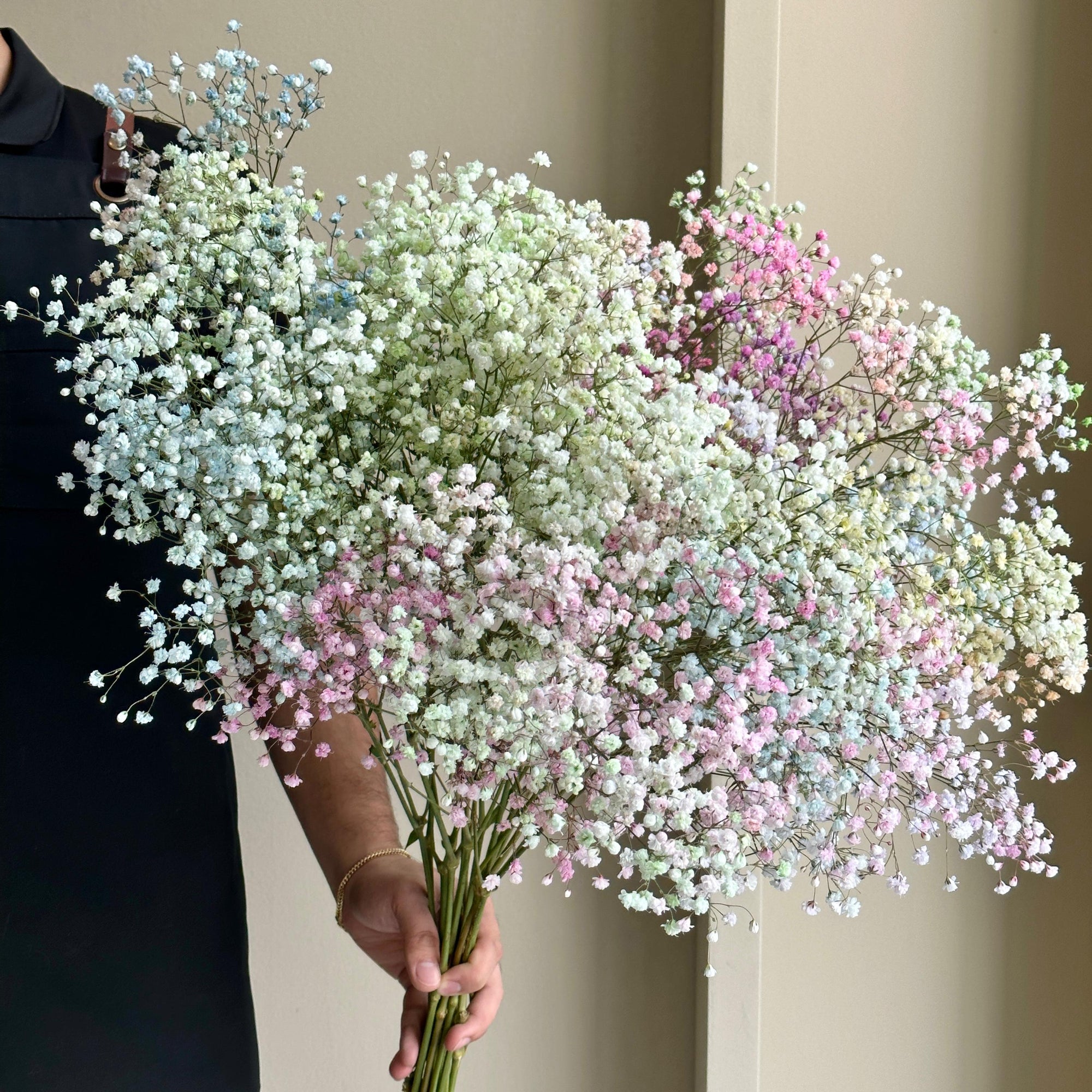 Gypsophila Disco Rainbow