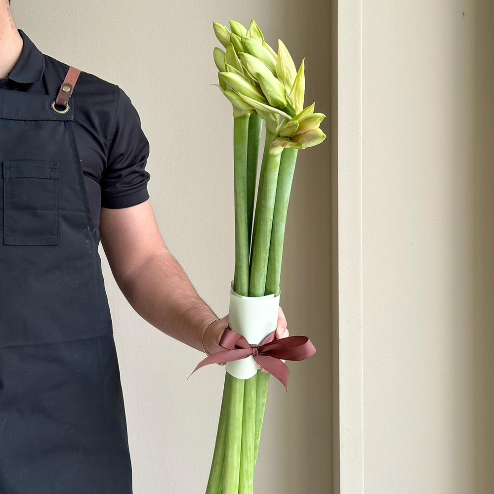 Amaryllis - Rilona (6 stems)
