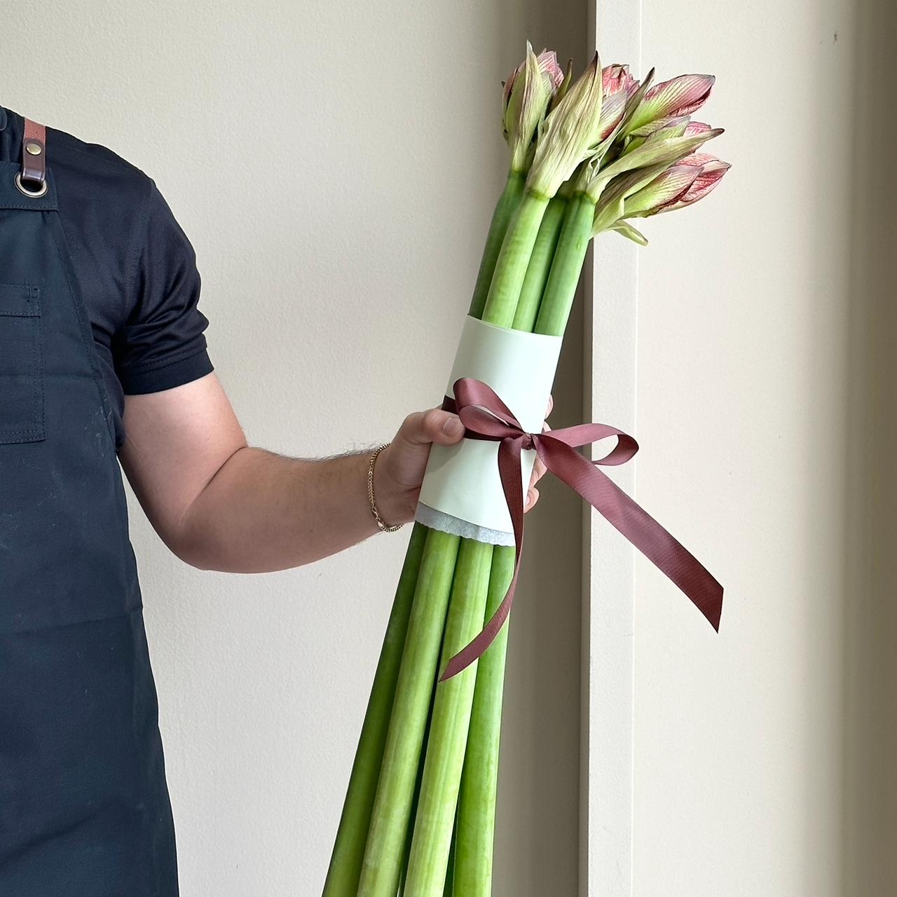 Amaryllis - Mega Star (6 stems)