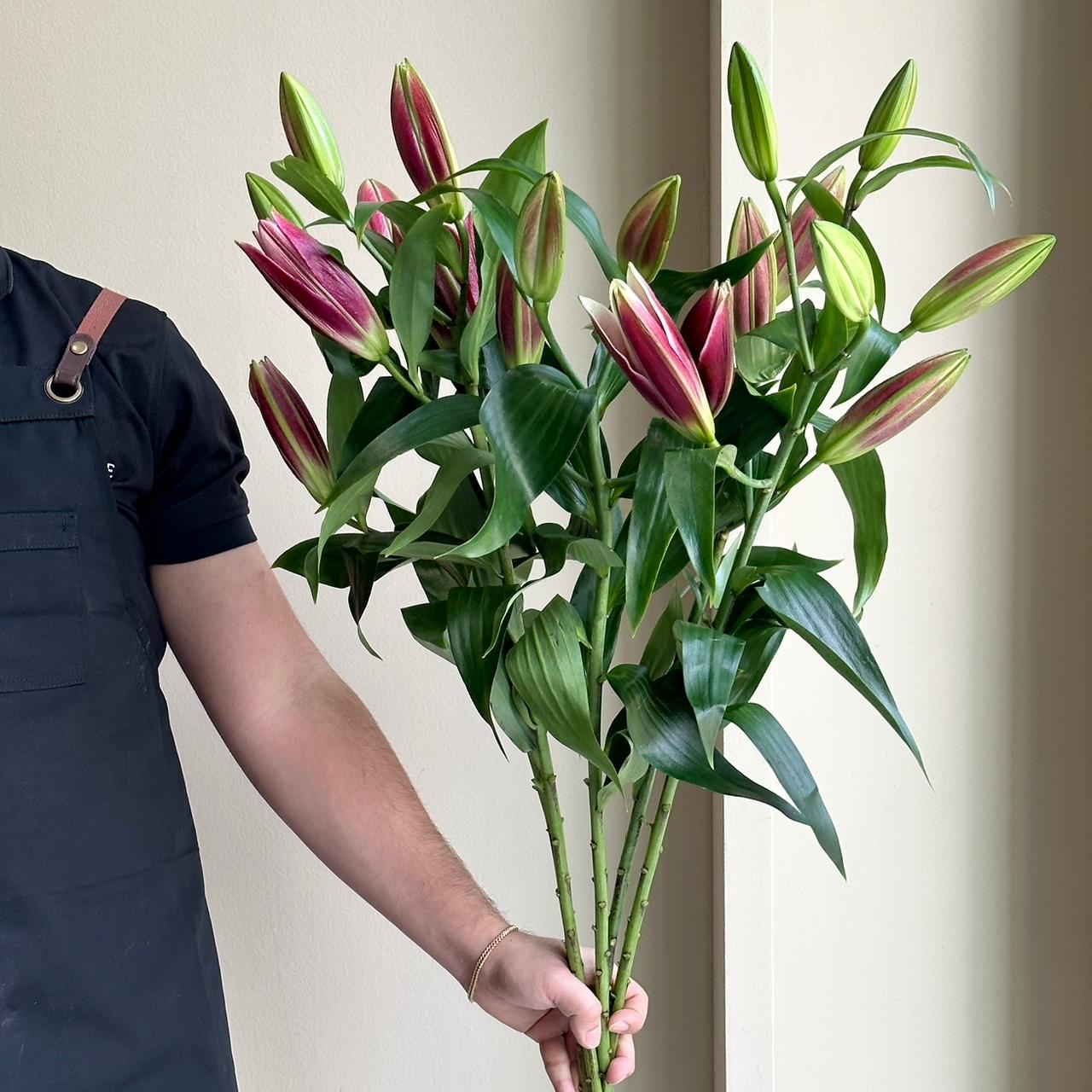Lilies Orientpet - Touchstone Red