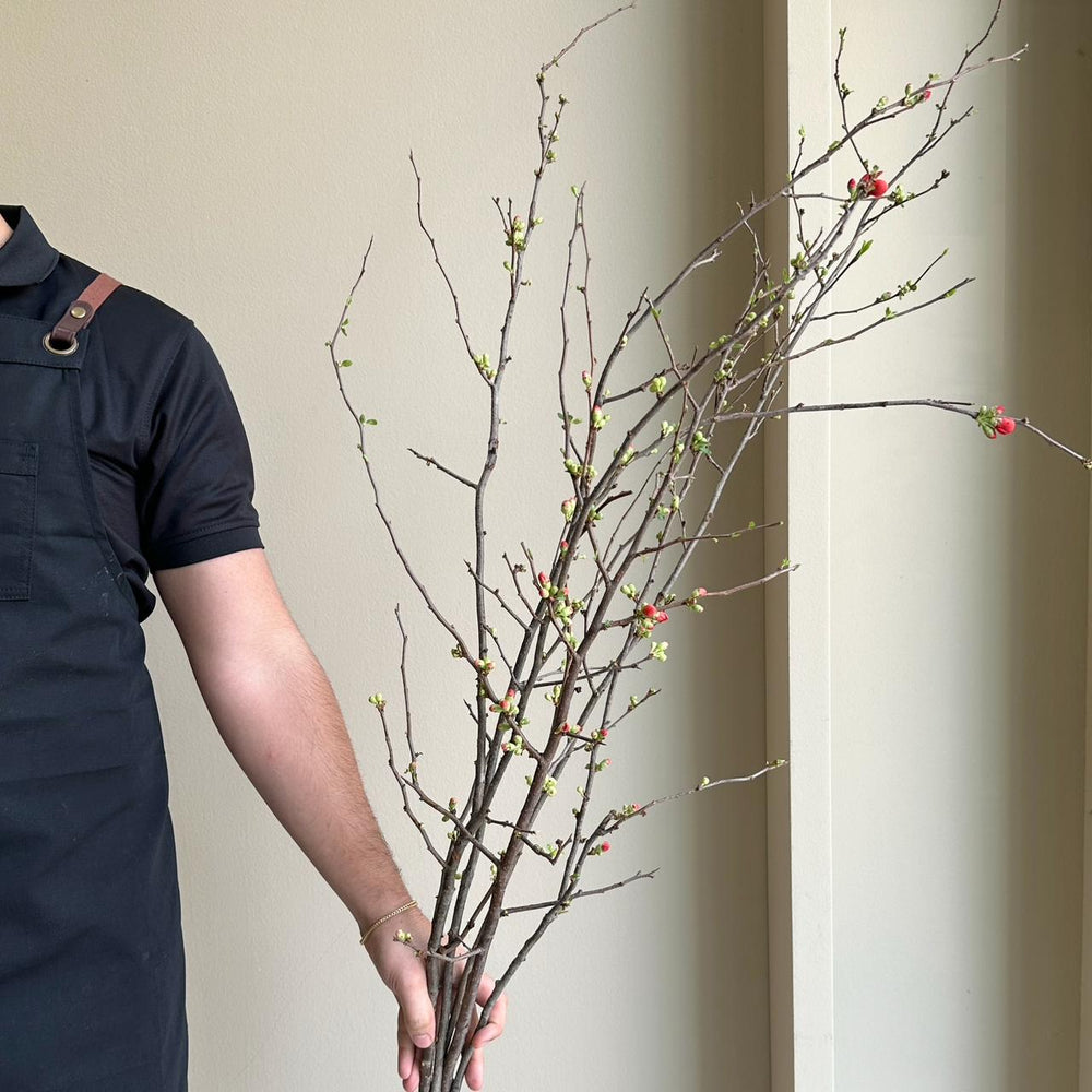 Quince Blossom Red (120cm)