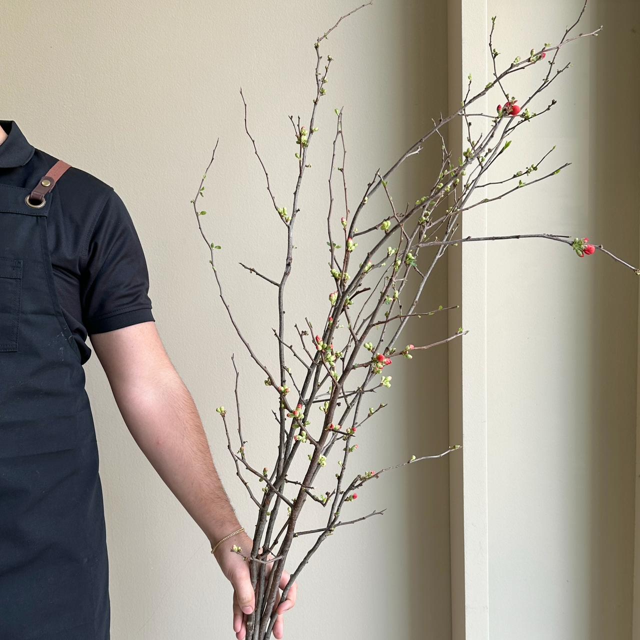 Quince Blossom Red (120cm)