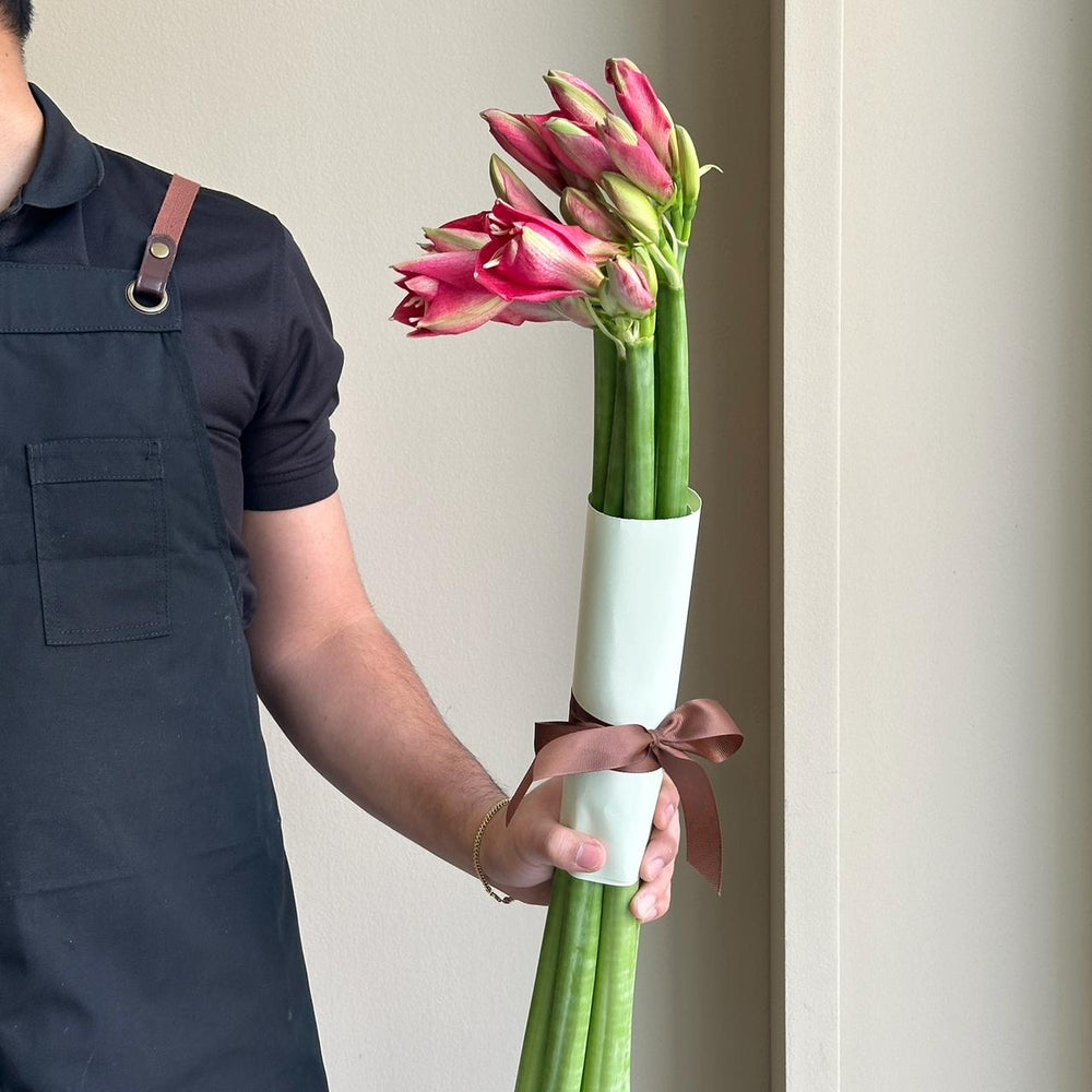 Amaryllis - Overig Dark Pink (6 Stems)