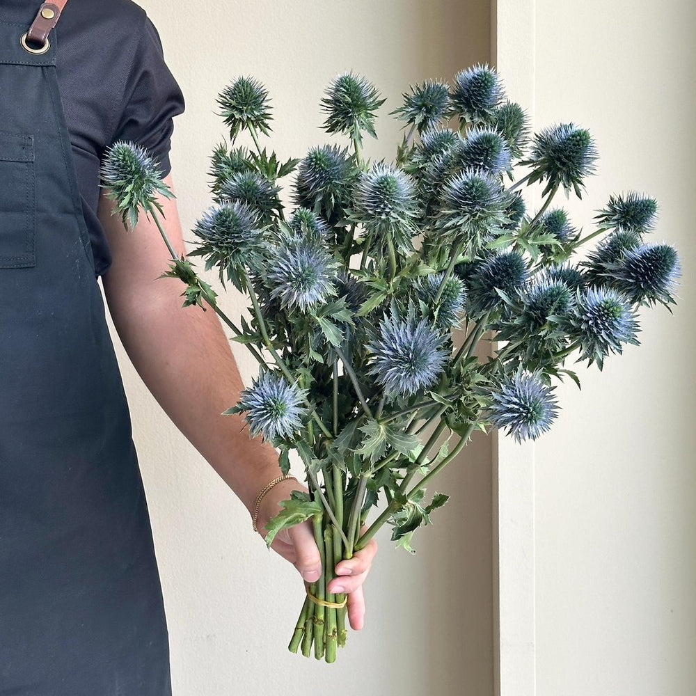 Eryngium Scorpius Questar Super XL