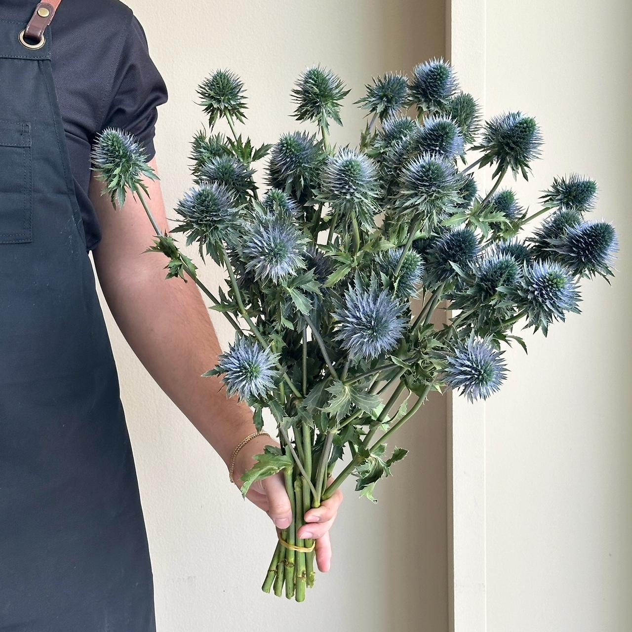 Eryngium Scorpius Questar Super XL