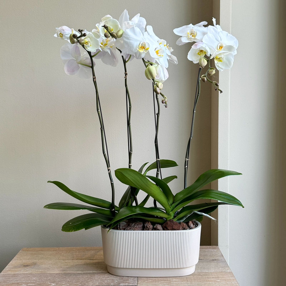 Phalaenopsis Plant - White (Cream Ceramic Pot)