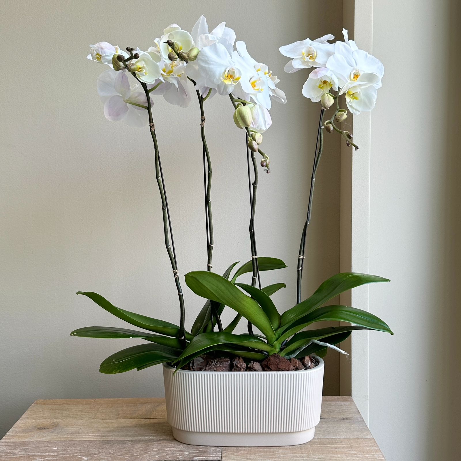 Phalaenopsis Plant - White (Cream Ceramic Pot)