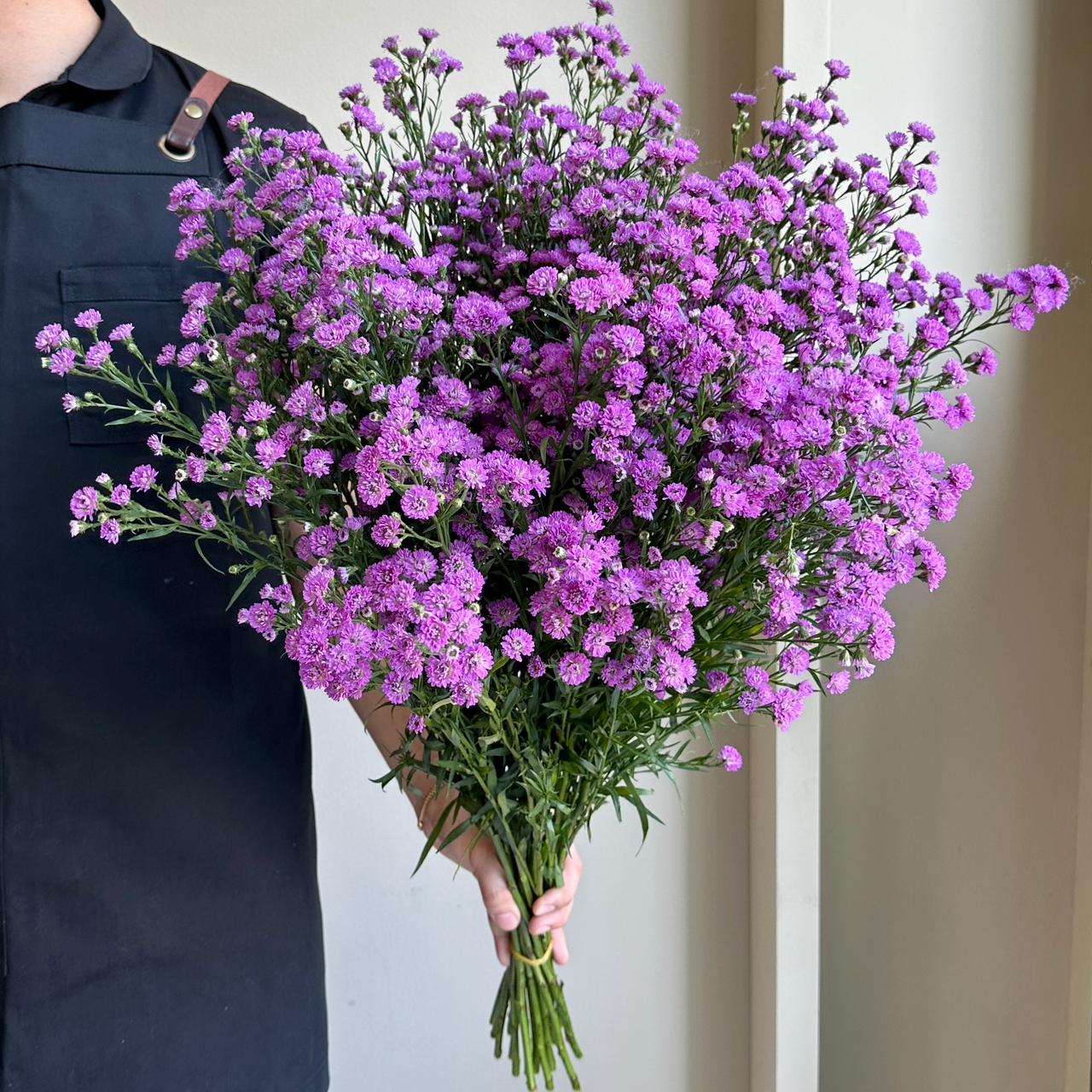 Aster - Teeny Tiny Dark Pink (20 Stem)