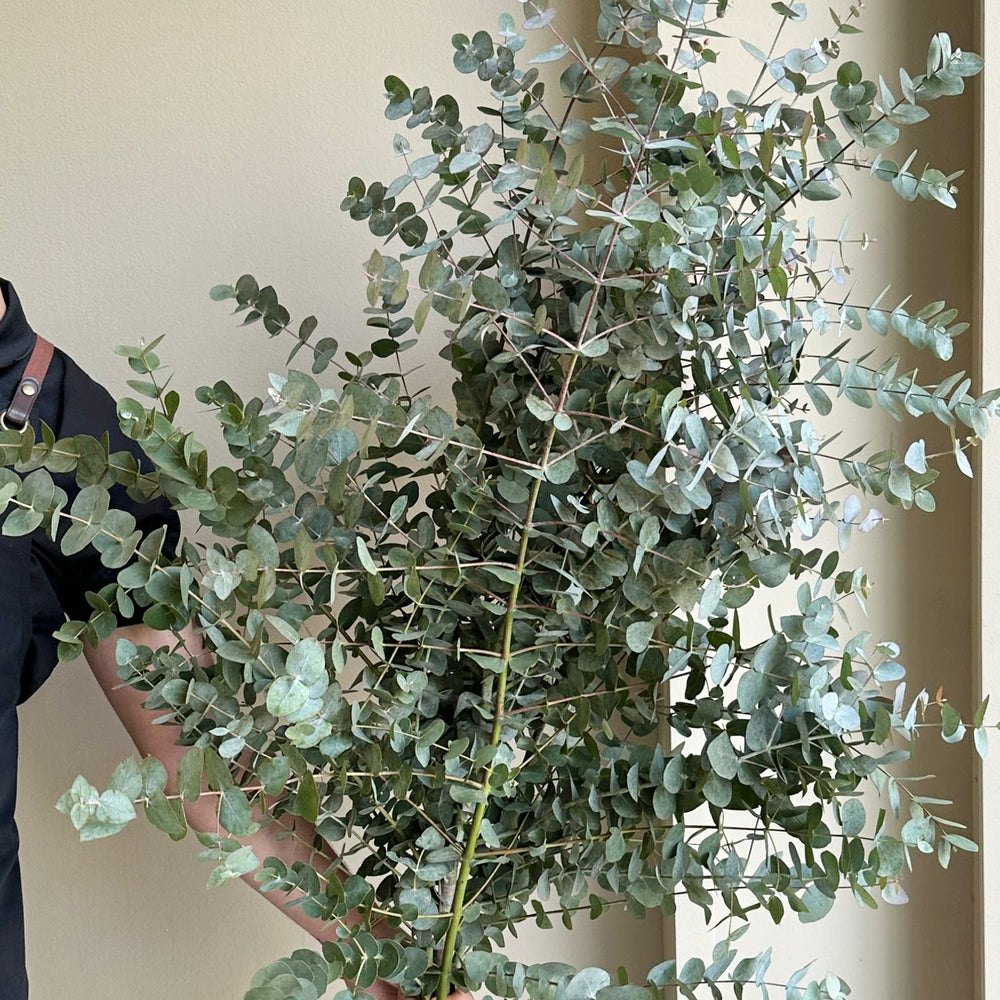 Eucalyptus Cinerea Branches Tall (140cm)