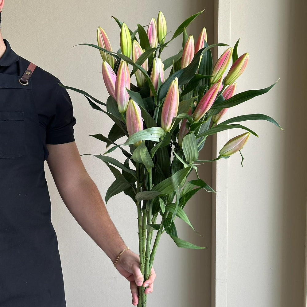 Lilies Orientpet - Frontera Dark Rose Pink