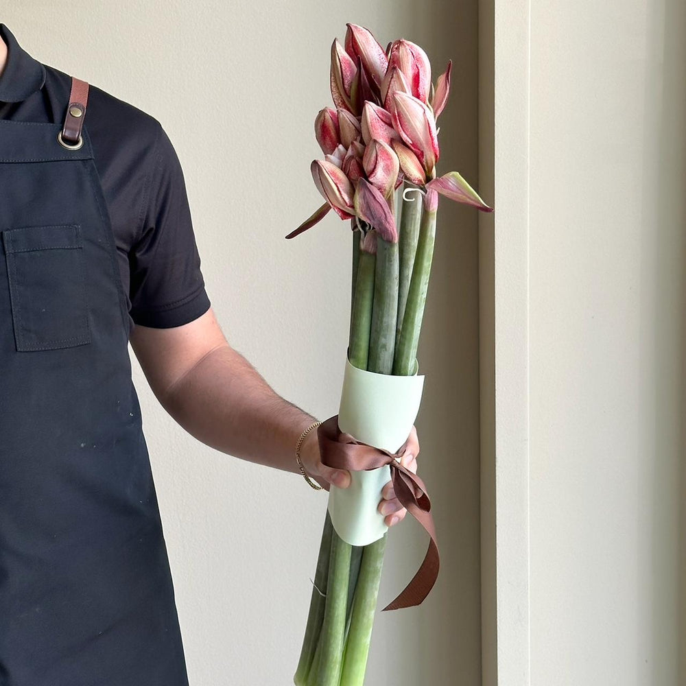 Amaryllis Charisma (6 stems)