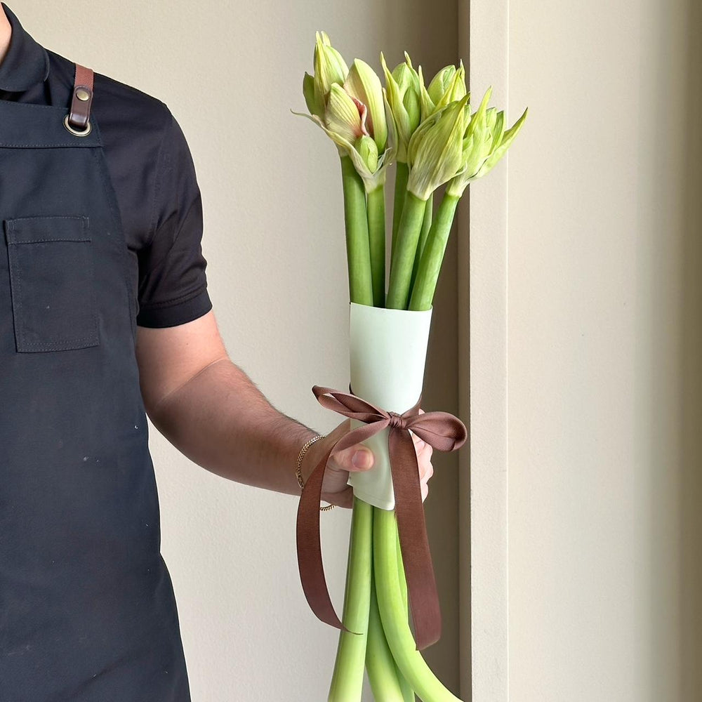 Amaryllis - Reve (6 stems)