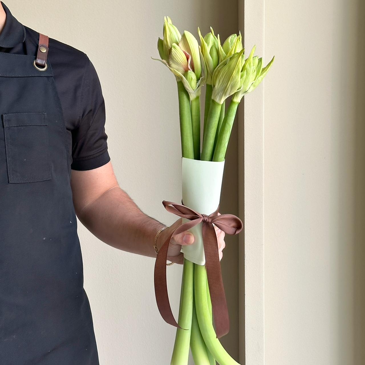 Amaryllis - Reve (6 stems)