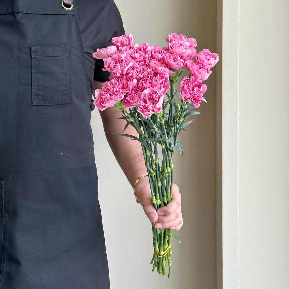 Carnation - Jodie Pink