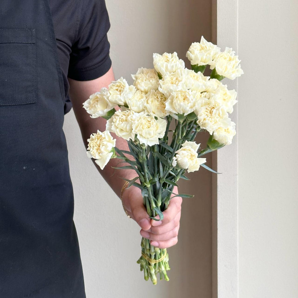 Carnations - Liberty Cream