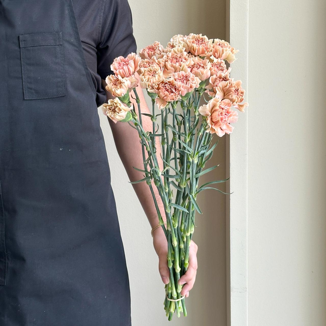 Carnations - Honey Caramel