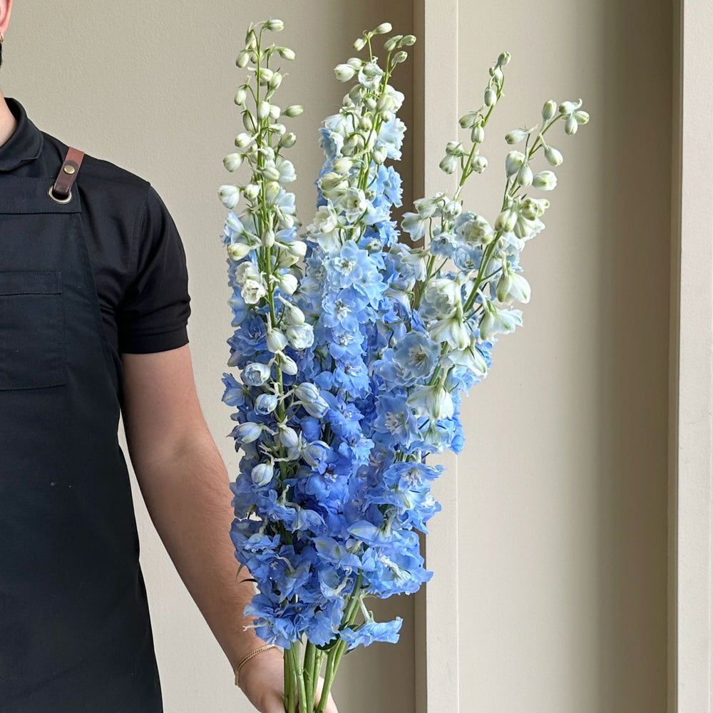Delphiniums - Blue (10 Stem - 100cm)