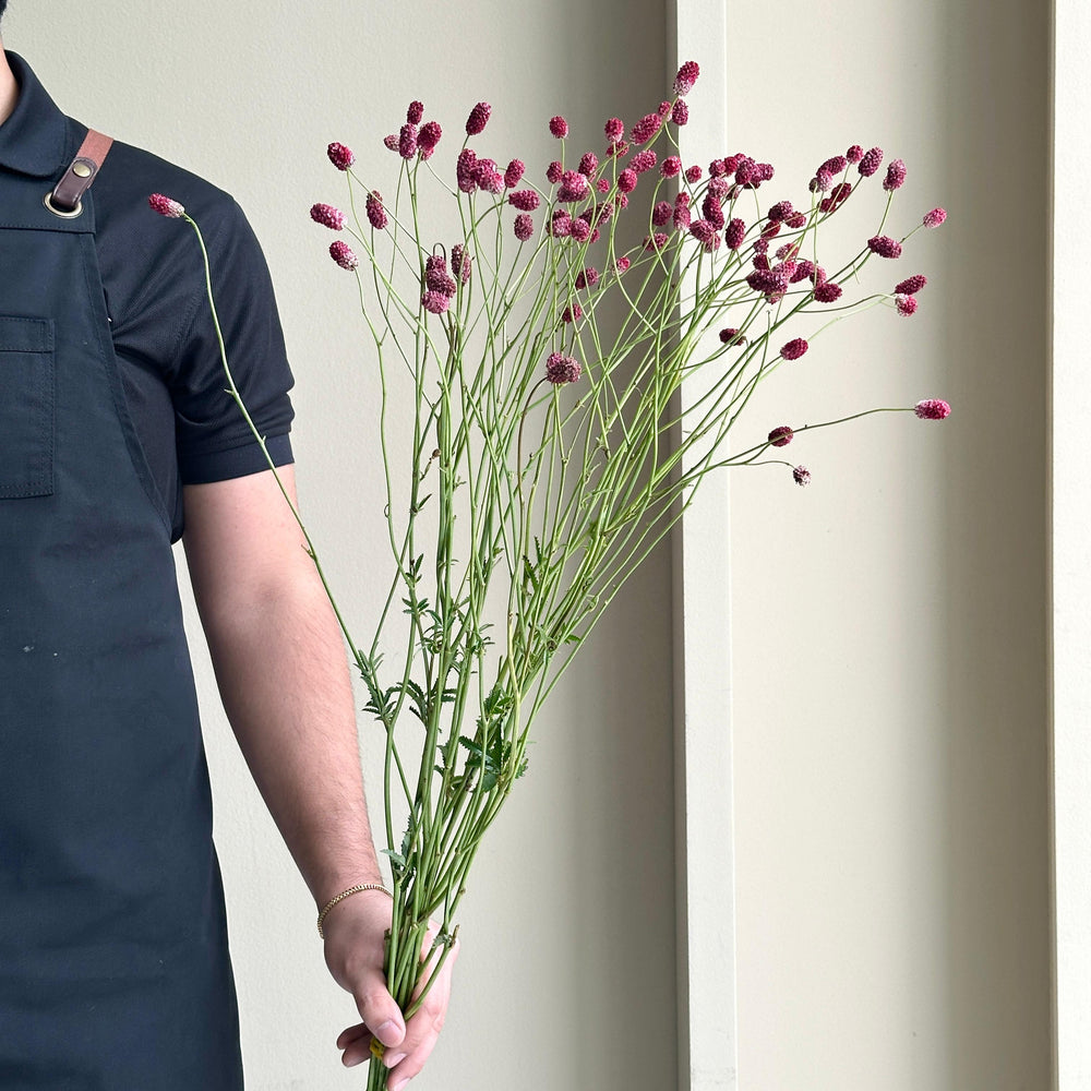 Sanguisorba Of Arnhem