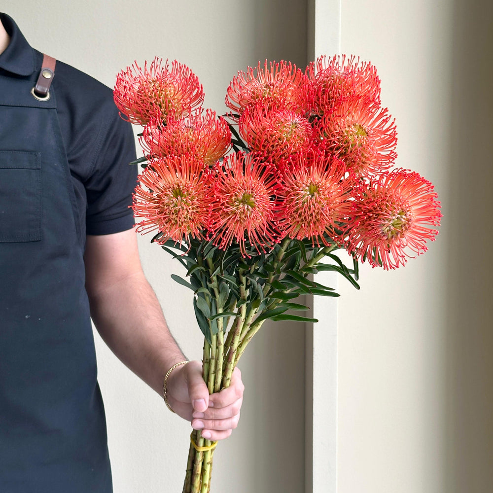 Leucospermum - Succession Red (Long Stem)