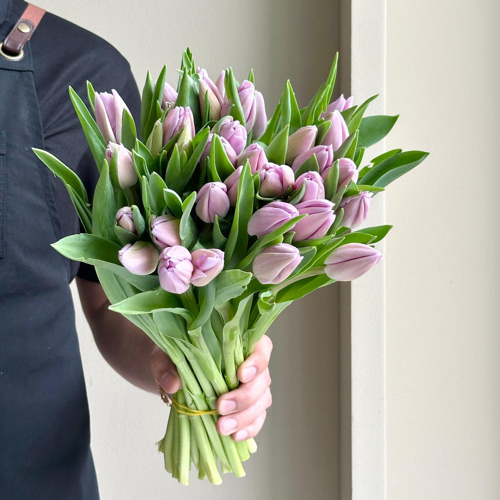 Tulips - Sweet Breeze Milka