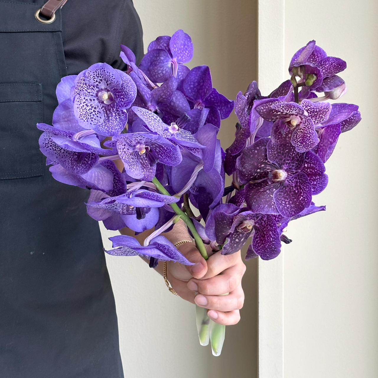 Vanda Orchids - Purple Midnight Mix