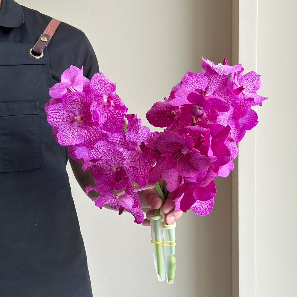 Vanda Orchids - Pink Glitter