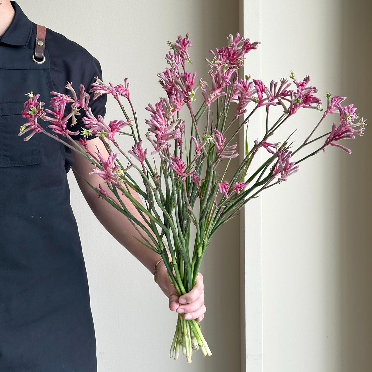 Kangaroo Paws Mini Pearl Pink