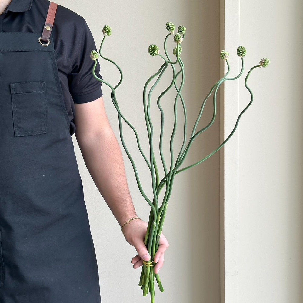 Alliums - Crazy Beans