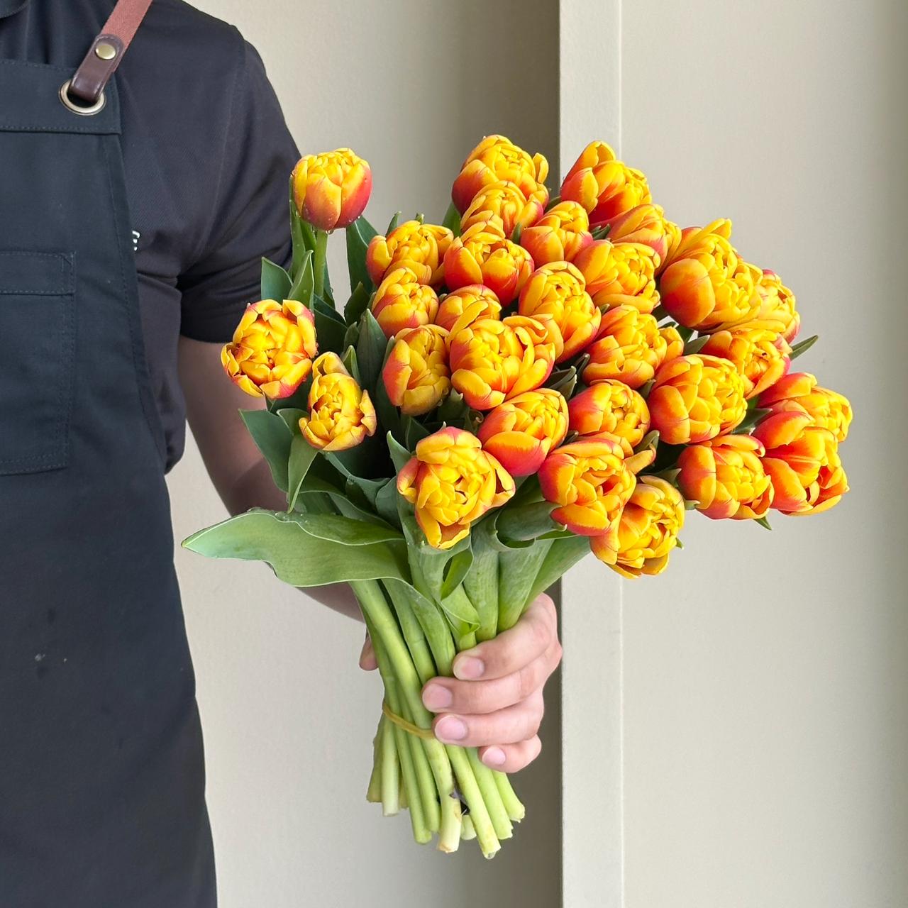 Tulips Double - Shell