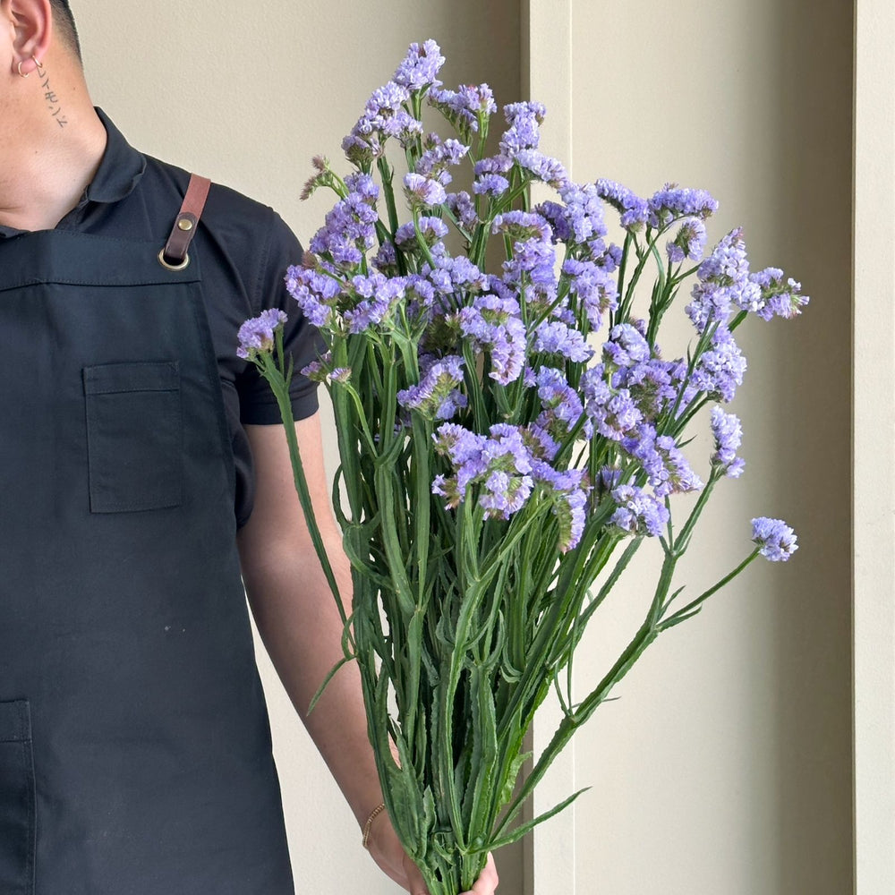 Statice - Light Milka