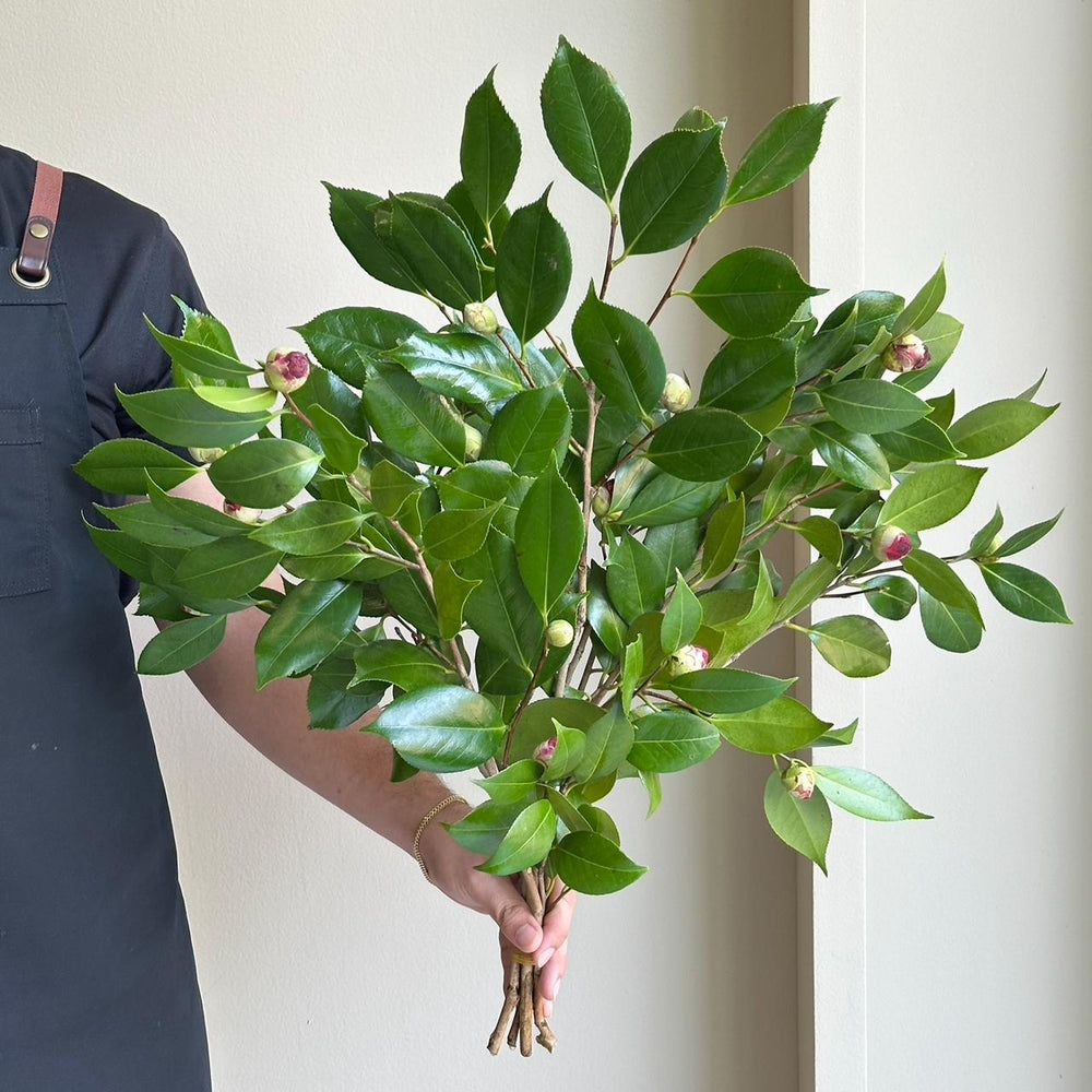 Camelia Branches Pink